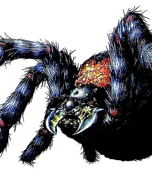 Black Tiger Black Tiger